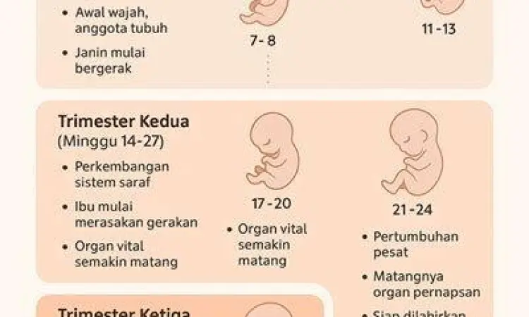 ilustrasi perkembangan janin di trimester pertama