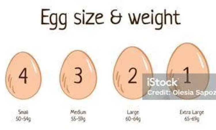 perbandingan ukuran telur ayam dari kecil hingga besar