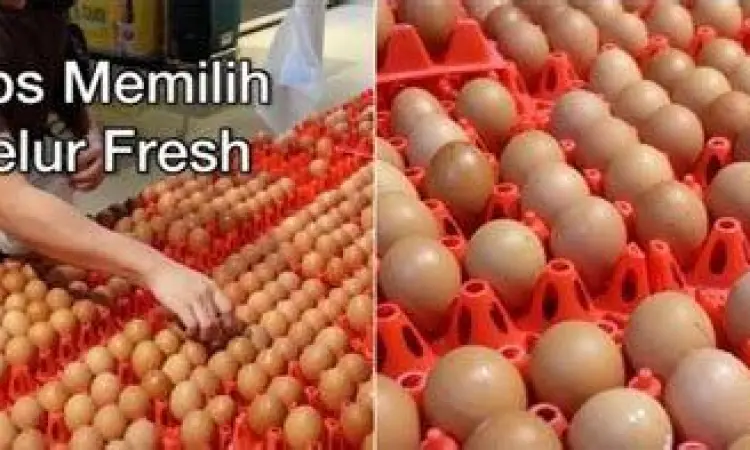 Memilih Telur Segar tangan memilih telur ayam segar di pasar