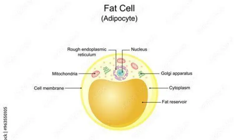 Sel Lemak dan Kalori Struktur sel lemak manusia dan penyimpanan energi