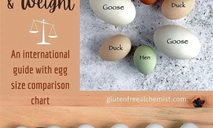 Perbandingan berbagai ukuran telur ayam dari kecil hingga jumbo