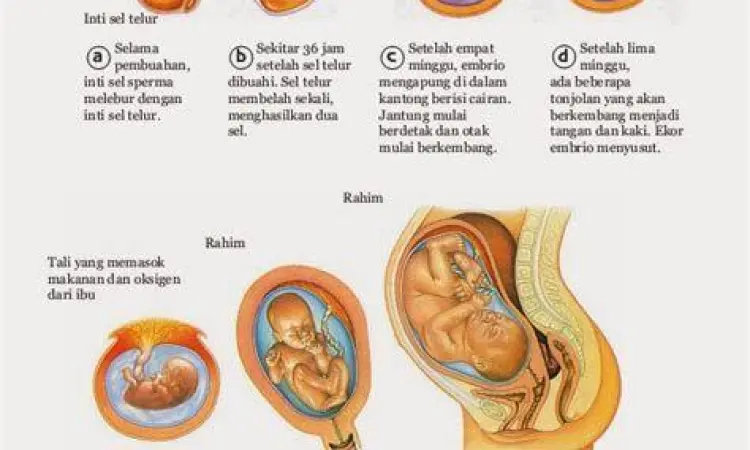 tahapan perkembangan embrio pada trimester pertama
