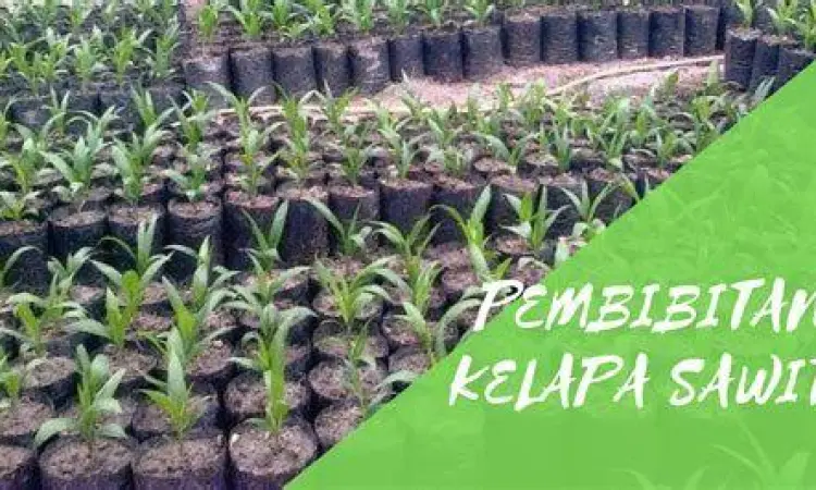 Persiapan Bibit Sawit Bibit sawit siap tanam di polibag
