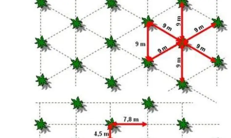 Skema Tanam Segitiga Skema jarak tanam segitiga pada kelapa sawit
