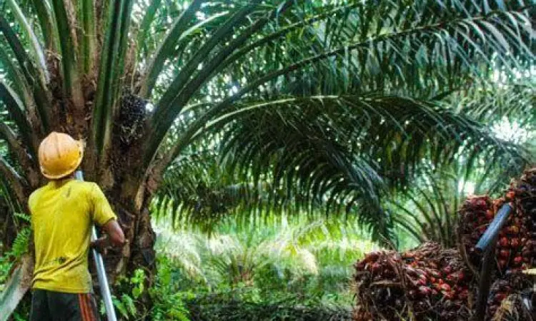 Proses panen kelapa sawit di lahan luas