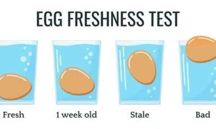 Tes Kesegaran Telur dalam Air Uji kesegaran telur menggunakan segelas air untuk melihat posisi telur