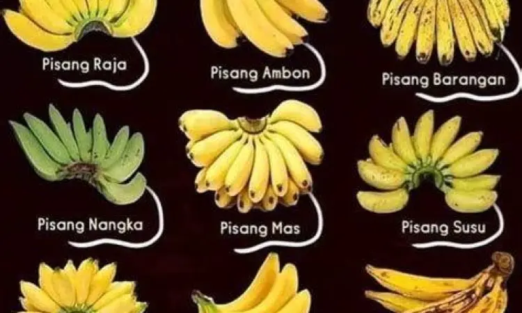 Ukuran Pisang dan Kalori Perbandingan ukuran buah pisang dari kecil hingga besar