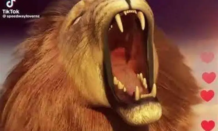 Gift Singa TikTok Animasi gift singa di TikTok