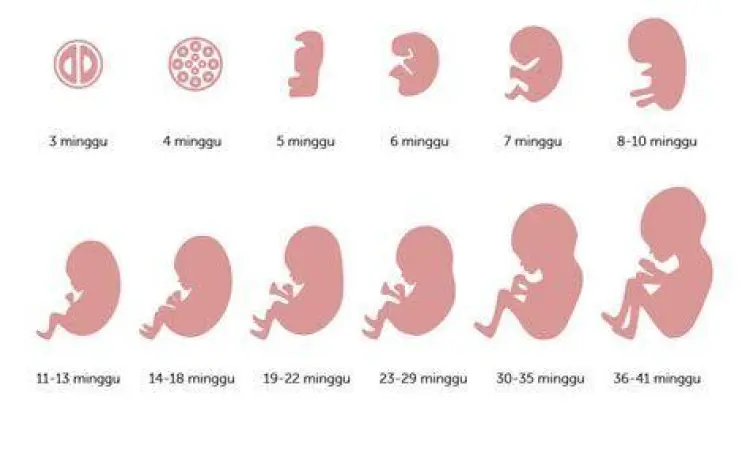 Ilustrasi perkembangan janin pada trimester pertama