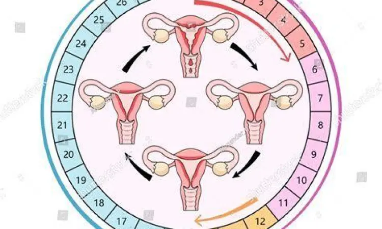 Fase Siklus Menstruasi Diagram fase siklus menstruasi wanita