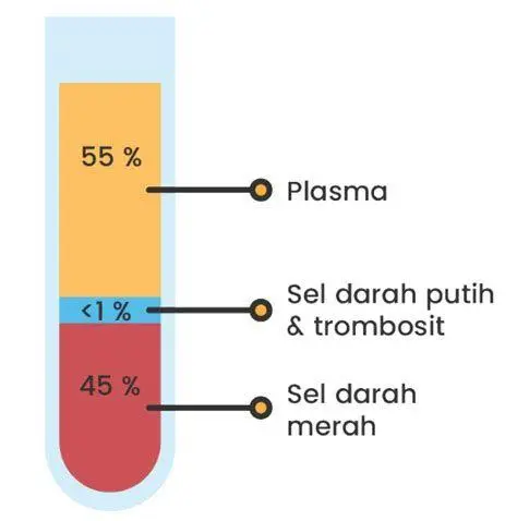 Pemisahan Komponen Darah Proses pemisahan sel darah merah dan plasma