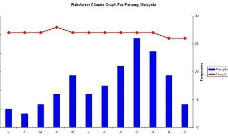 Pemandangan hutan hujan tropis saat musim hujan di Indonesia