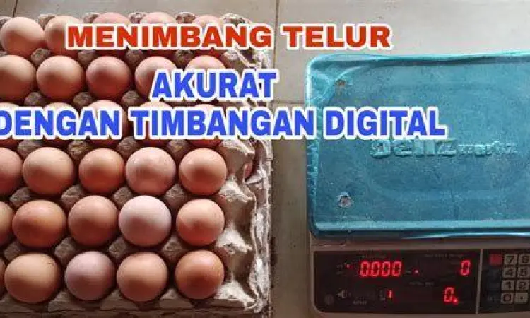 Proses penimbangan telur ayam grosir