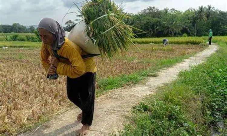 Aktivitas Memikul Hasil Panen Petani memikul hasil panen padi di sawah