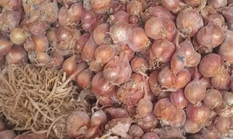 bibit bawang merah berkualitas tinggi