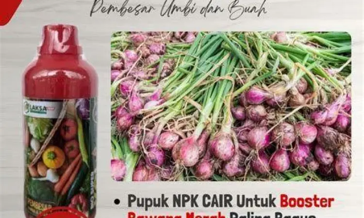 pemberian pupuk pada tanaman bawang merah