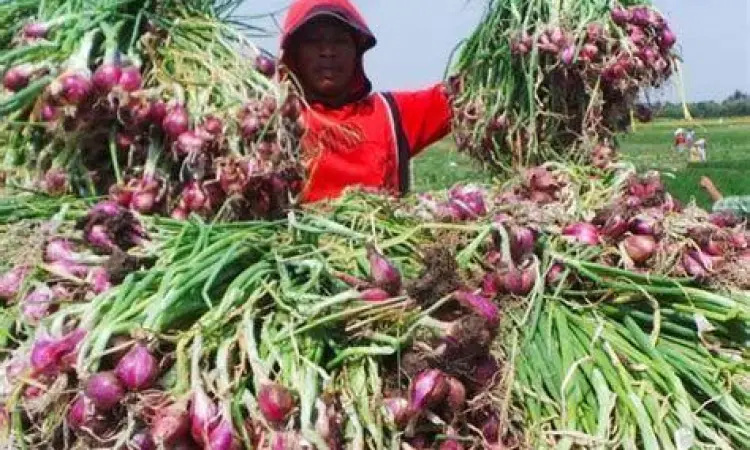 hasil panen bawang merah berukuran besar