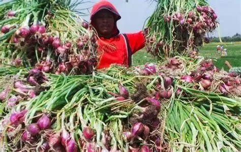 Hasil Panen Berkualitas hasil panen bawang merah berukuran besar