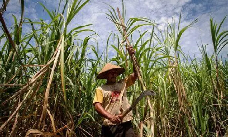 Panen Tebu Nasional Proses panen tebu di perkebunan untuk bahan baku gula